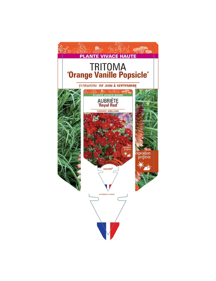 KNIPHOFIA Orange Vanille Popsicle voir Tritoma