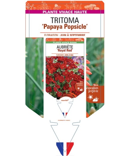 KNIPHOFIA Papaya Popsicle voir Tritoma