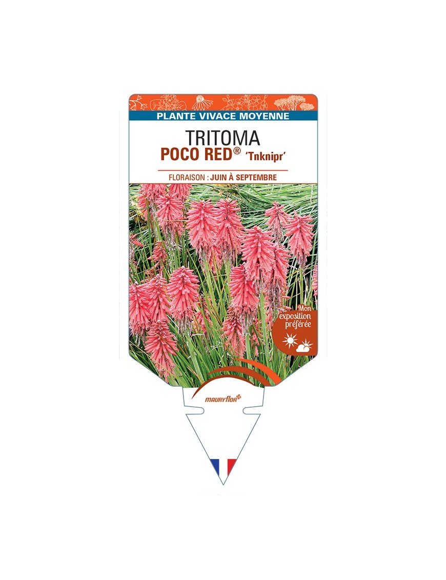 KNIPHOFIA POCO RED® Tnknipr voir Tritoma