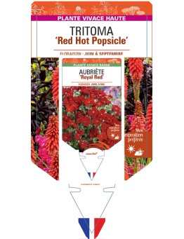 KNIPHOFIA Red Hot Popsicle voir Tritoma