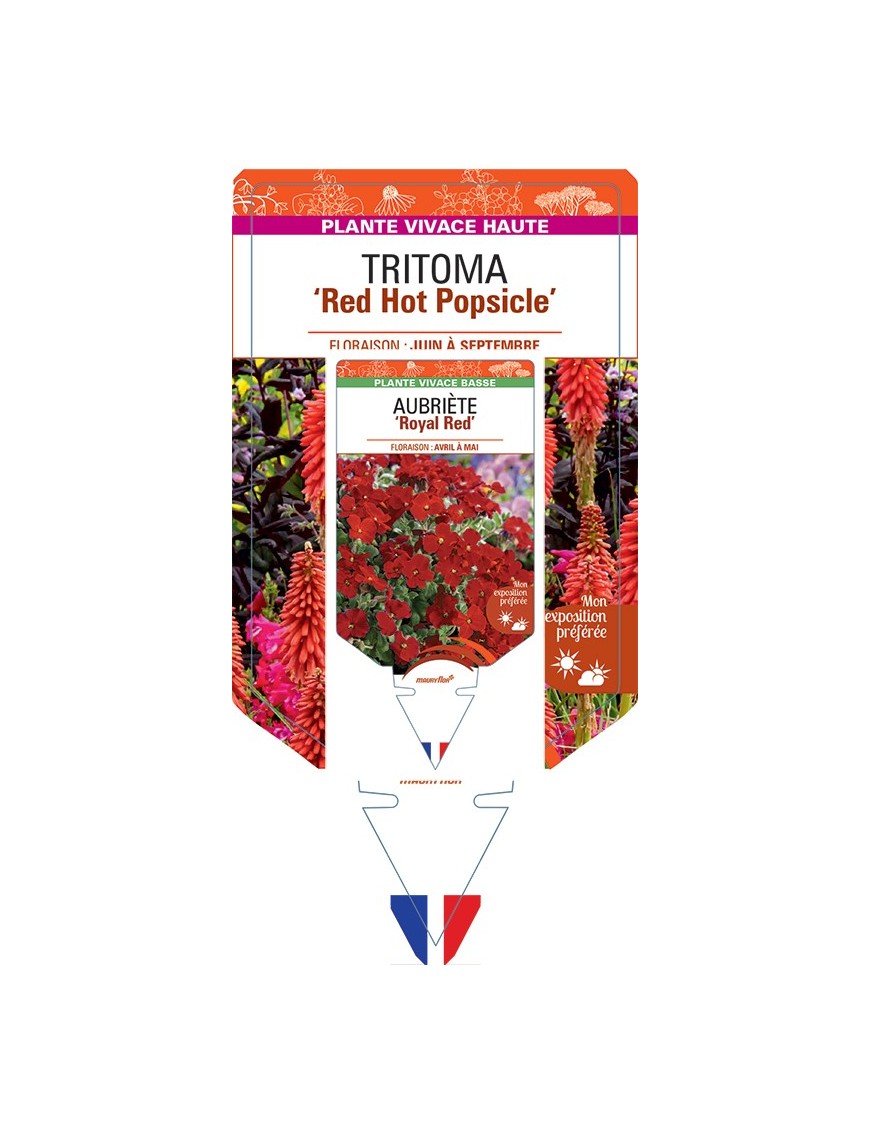 KNIPHOFIA Red Hot Popsicle voir Tritoma
