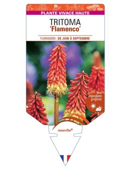 KNIPHOFIA uvaria Flamenco voir Tritoma