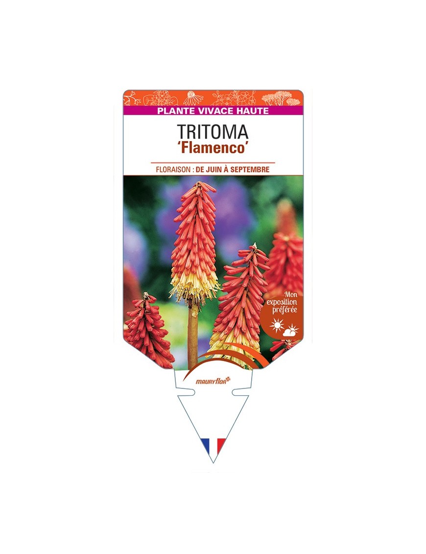 KNIPHOFIA uvaria Flamenco voir Tritoma