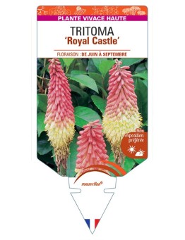 KNIPHOFIA uvaria Royal Castle voir Tritoma