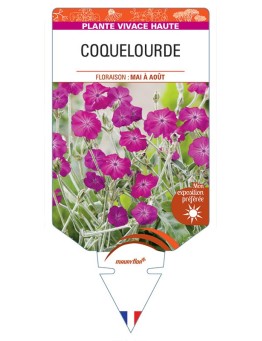 LYCHNIS coronaria (rouge) voir COQUELOURDE *