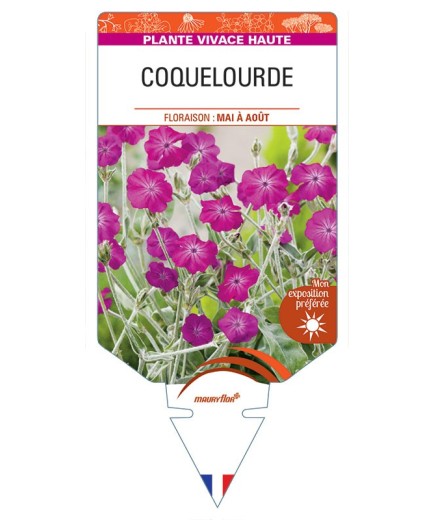LYCHNIS coronaria (rouge) voir COQUELOURDE *