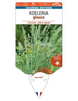 KOELERIA GLAUCA