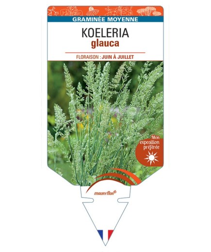 KOELERIA GLAUCA