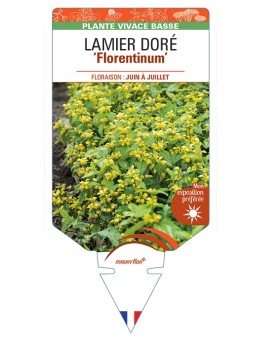 LAMIASTRUM galeobdolon Florentinum voir Lamier doré
