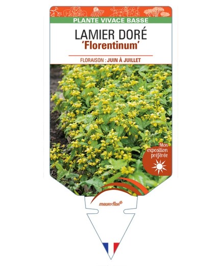 LAMIASTRUM galeobdolon Florentinum voir Lamier doré