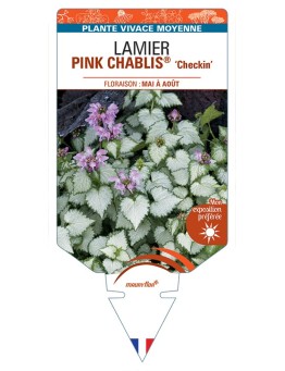 LAMIUM maculatum PINK CHABLIS Checkin voir Lamier