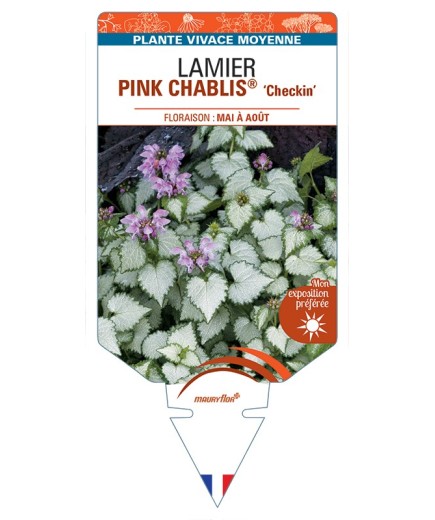 LAMIUM maculatum PINK CHABLIS Checkin voir Lamier
