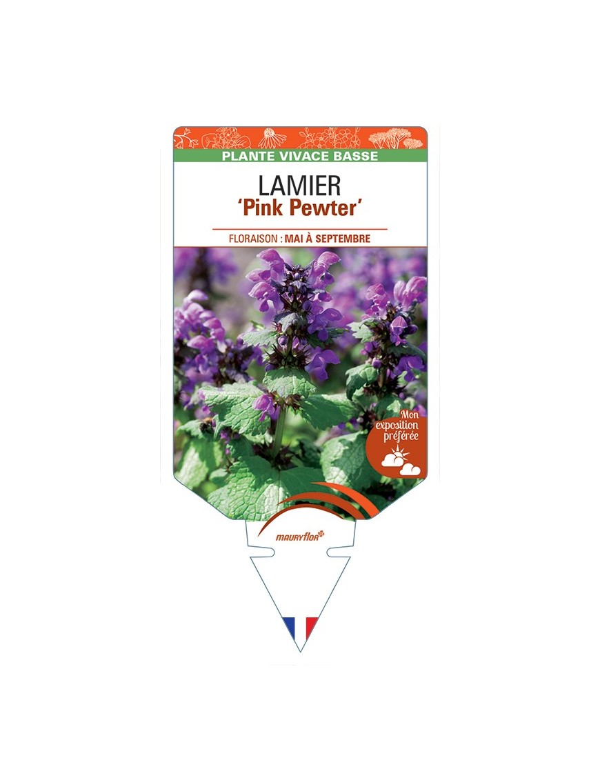 LAMIUM maculatum Pink Pewter voir Lamier