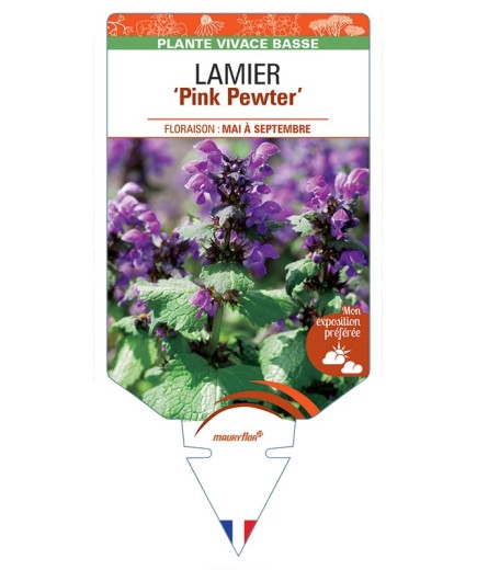 LAMIUM maculatum Pink Pewter voir Lamier