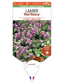 LAMIUM maculatum Red Nancyvoir Lamier