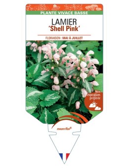 LAMIUM MACULATUM SHELL PINK voir Lamier