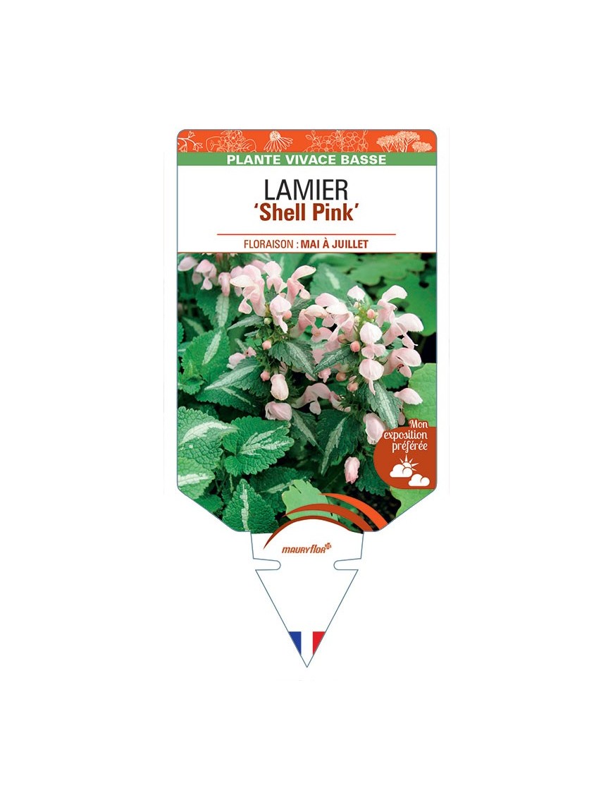 LAMIUM MACULATUM SHELL PINK voir Lamier