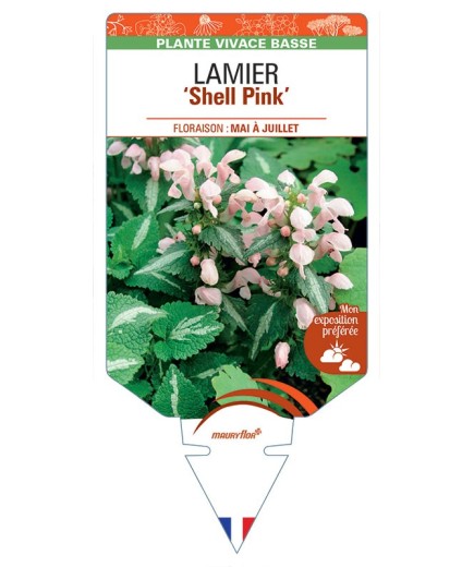 LAMIUM MACULATUM SHELL PINK voir Lamier