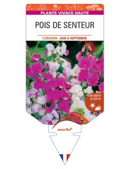 LATHYRUS latifolius voir Pois de Senteur (varié)