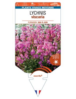 LYCHNIS viscaria (rose) *