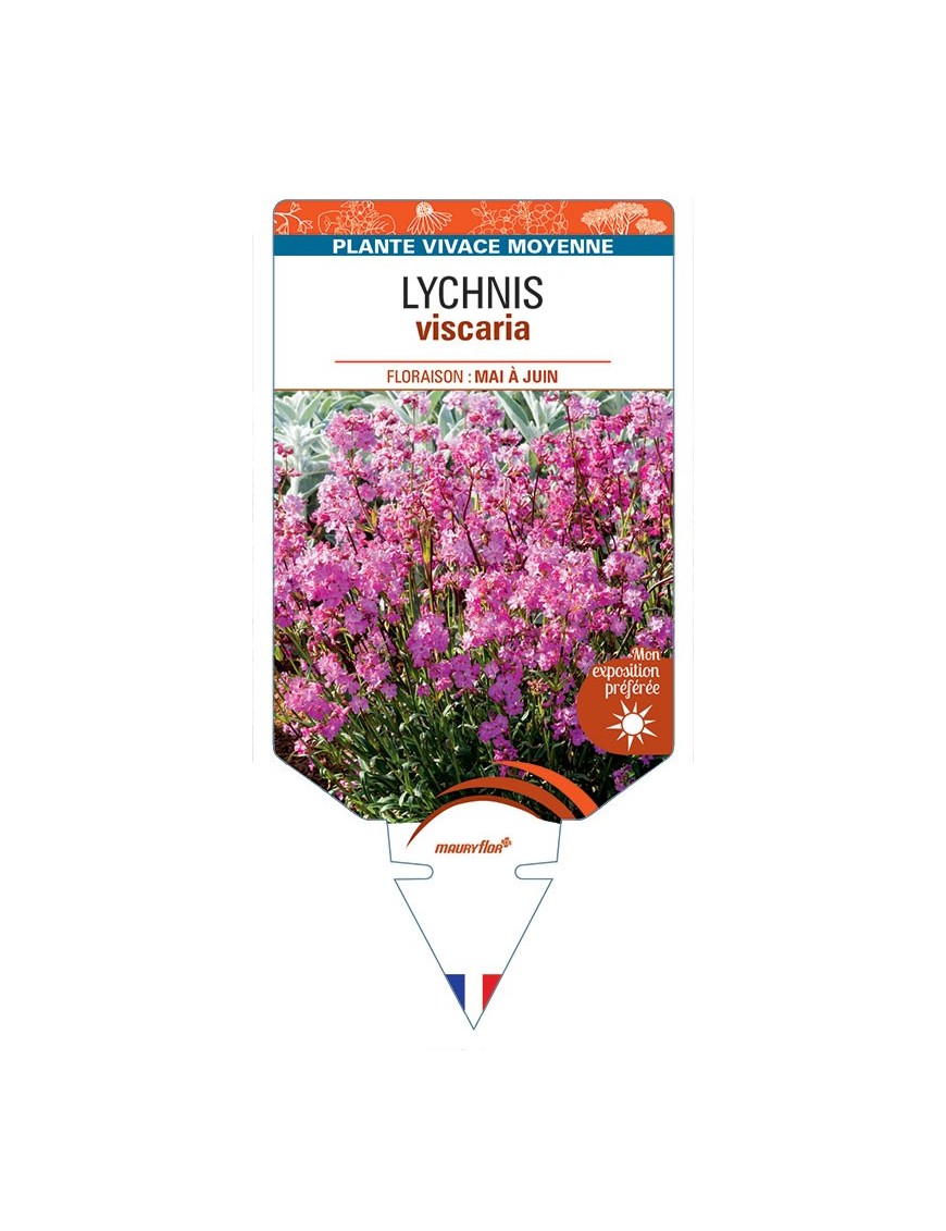 LYCHNIS viscaria (rose) *