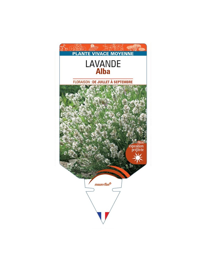 LAVANDULA (angustifolia) Alba