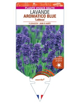 LAVANDULA (angustifolia) AROMATICO BLUE Lablusa