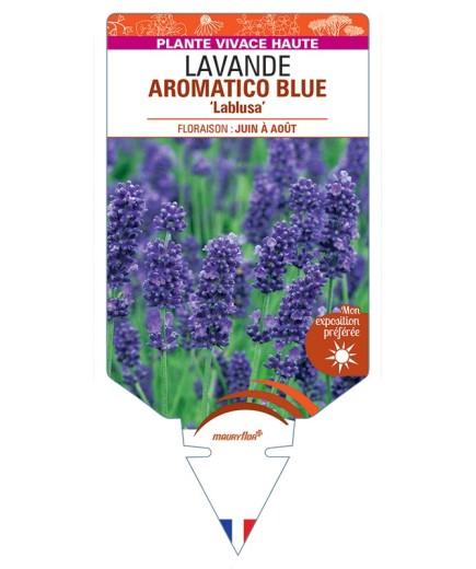 LAVANDULA (angustifolia) AROMATICO BLUE Lablusa