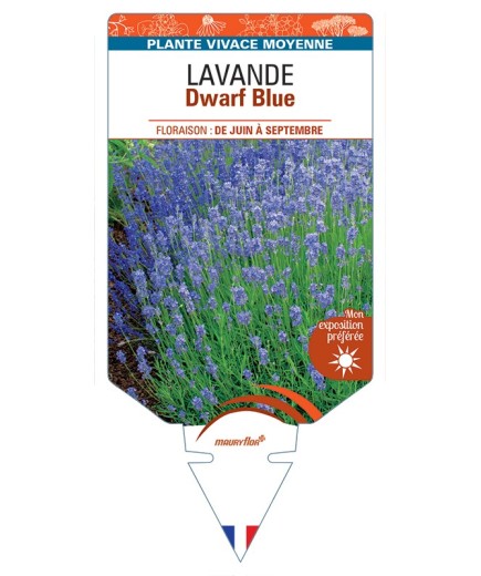 LAVANDULA (angustifolia) Dwarf Blue