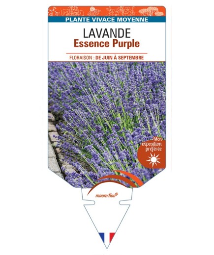LAVANDULA (angustifolia) Essence Purple