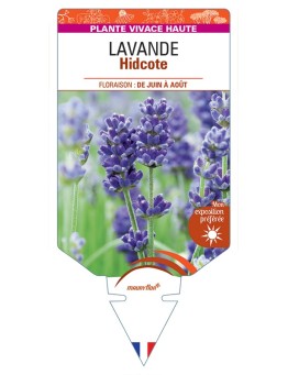 LAVANDULA (angustifolia) Hidcote