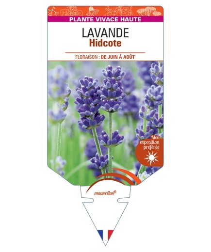 LAVANDULA (angustifolia) Hidcote