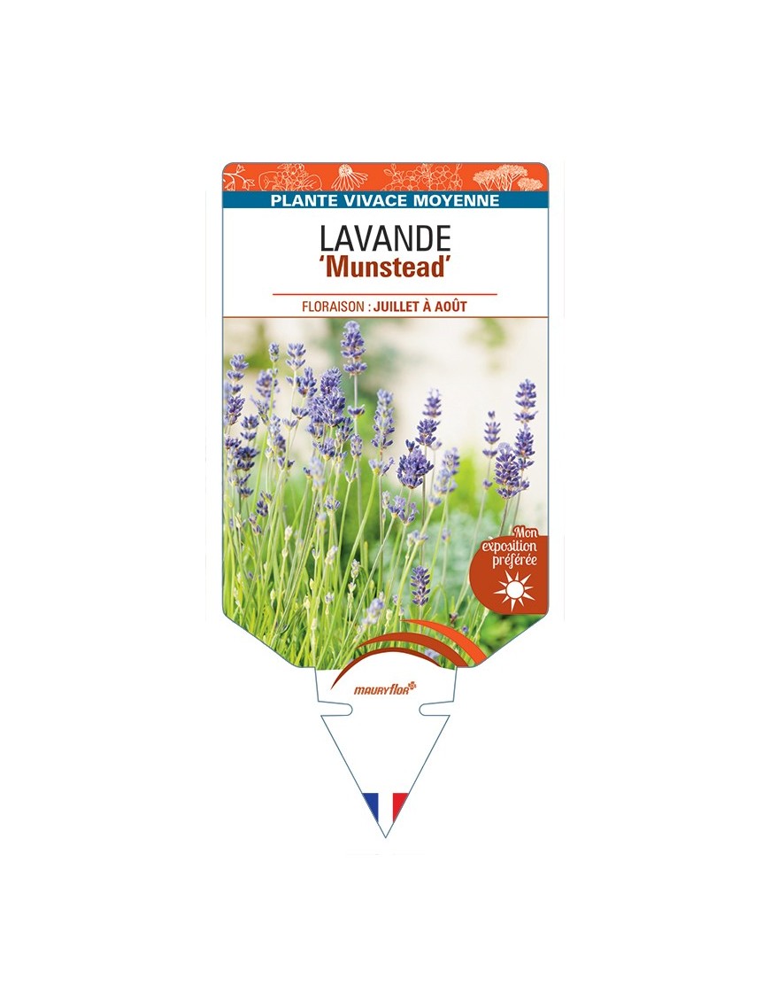 LAVANDULA (angustifolia) Munstead