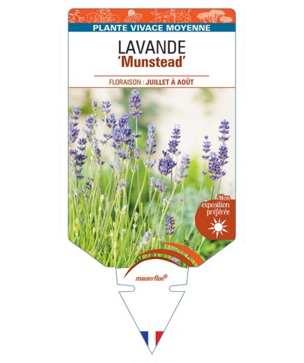 LAVANDULA (angustifolia) Munstead
