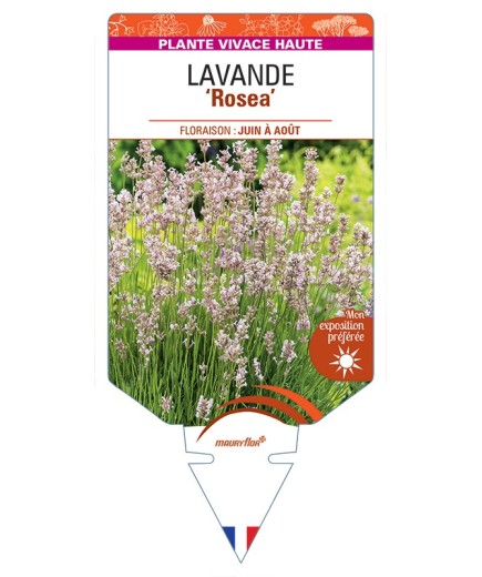 LAVANDULA (angustifolia) ROSEA