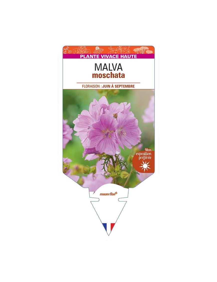 MALVA moschata (rose) *