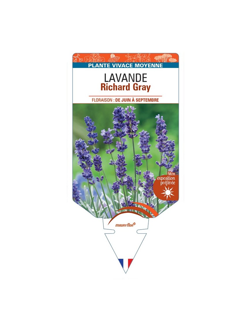 LAVANDULA (x chaytorae) Richard Gray