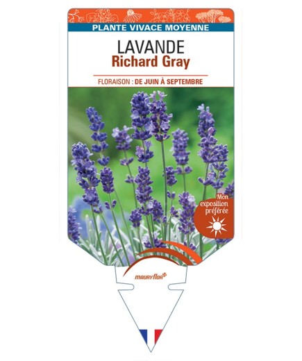 LAVANDULA (x chaytorae) Richard Gray