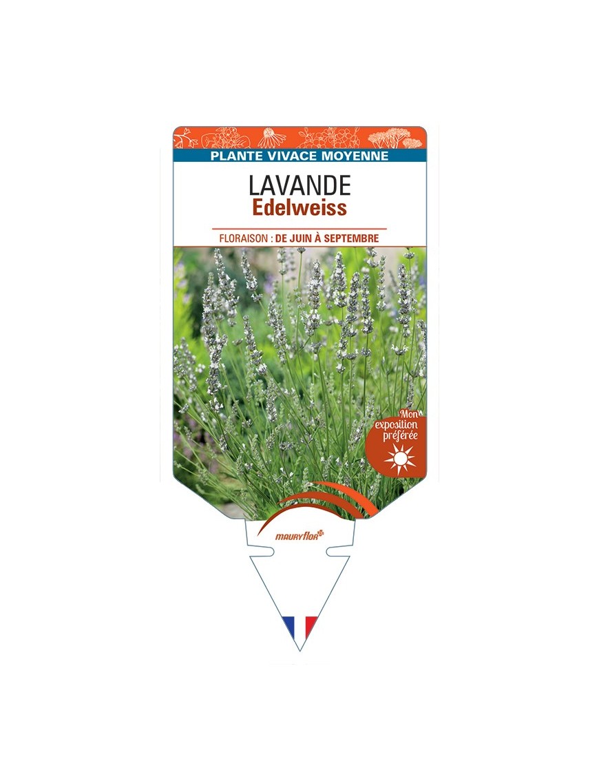 LAVANDULA (x intermedia) Edelweiss