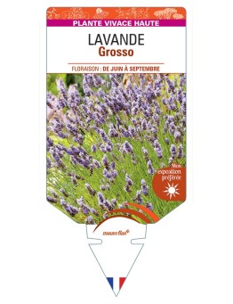 LAVANDULA (x intermedia) Grosso