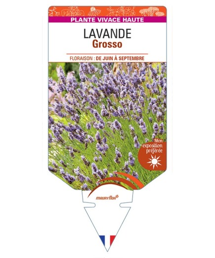 LAVANDULA (x intermedia) Grosso