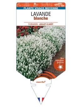 LAVANDULA ANGUSTIFOLIA voir Lavande (blanc)