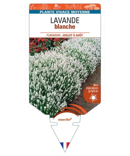 LAVANDULA ANGUSTIFOLIA voir Lavande (blanc)