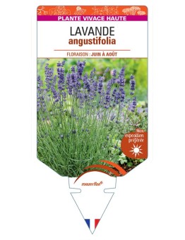 LAVANDULA ANGUSTIFOLIA voir Lavande (bleu)