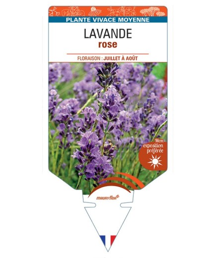 LAVANDULA ANGUSTIFOLIA voir Lavande (rose)