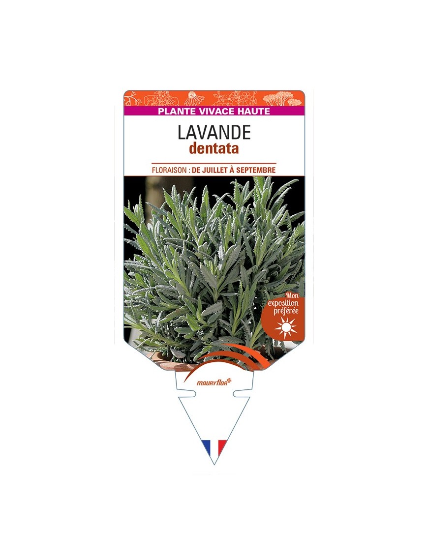 LAVANDULA dentata