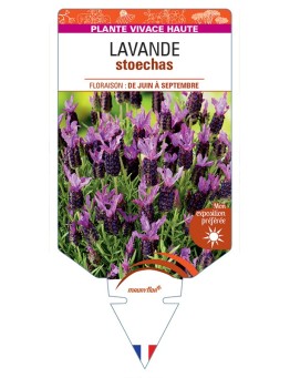 LAVANDULA stoechas (rose)