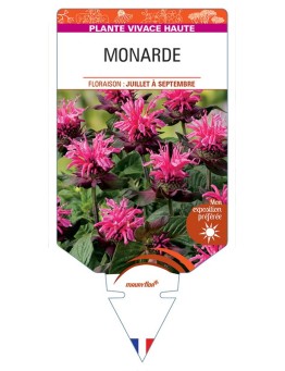 MONARDE (rose) *