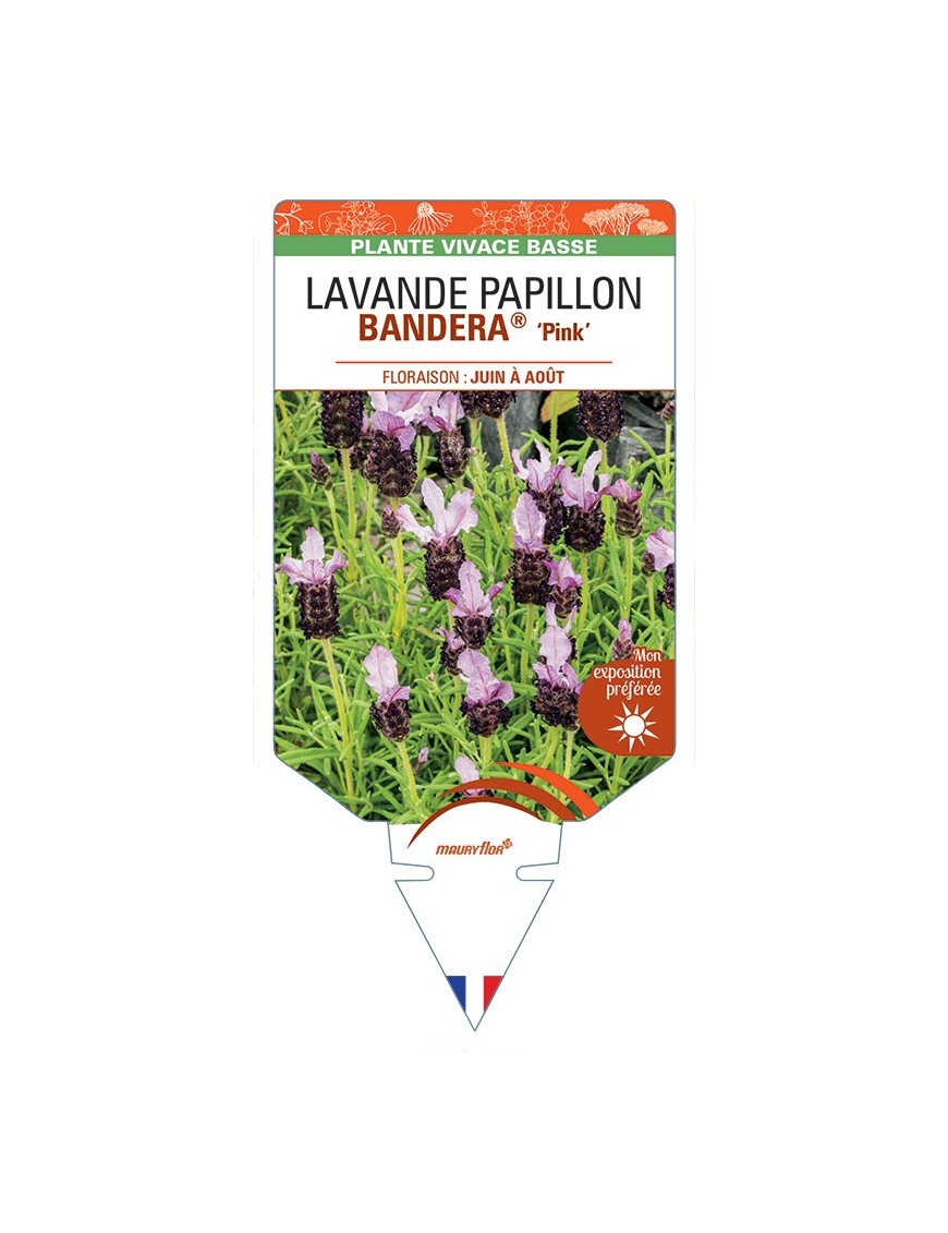 LAVANDULA stoechas BANDERA® Pink voir Lavande Papillon