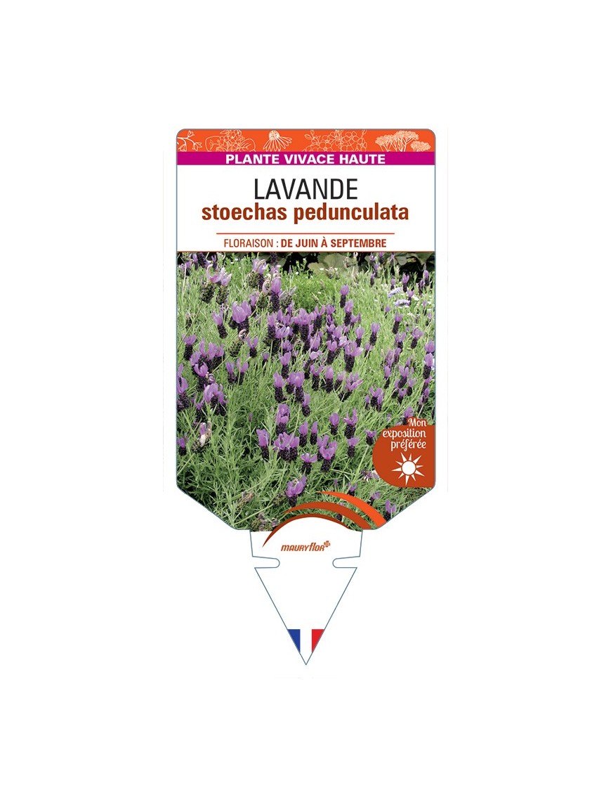 LAVANDULA stoechas pedunculata